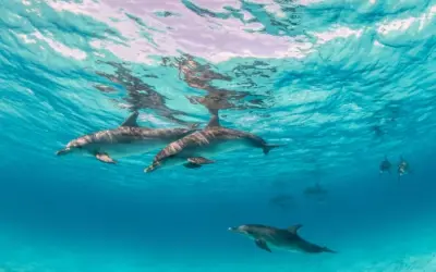 Wildlife Encounters in Bali Monkeys, Dolphins, and Sea Turtles