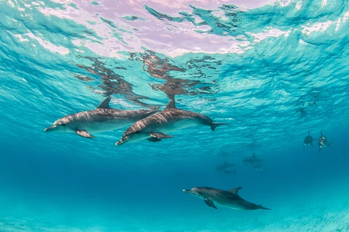 Wildlife Encounters in Bali Monkeys, Dolphins, and Sea Turtles