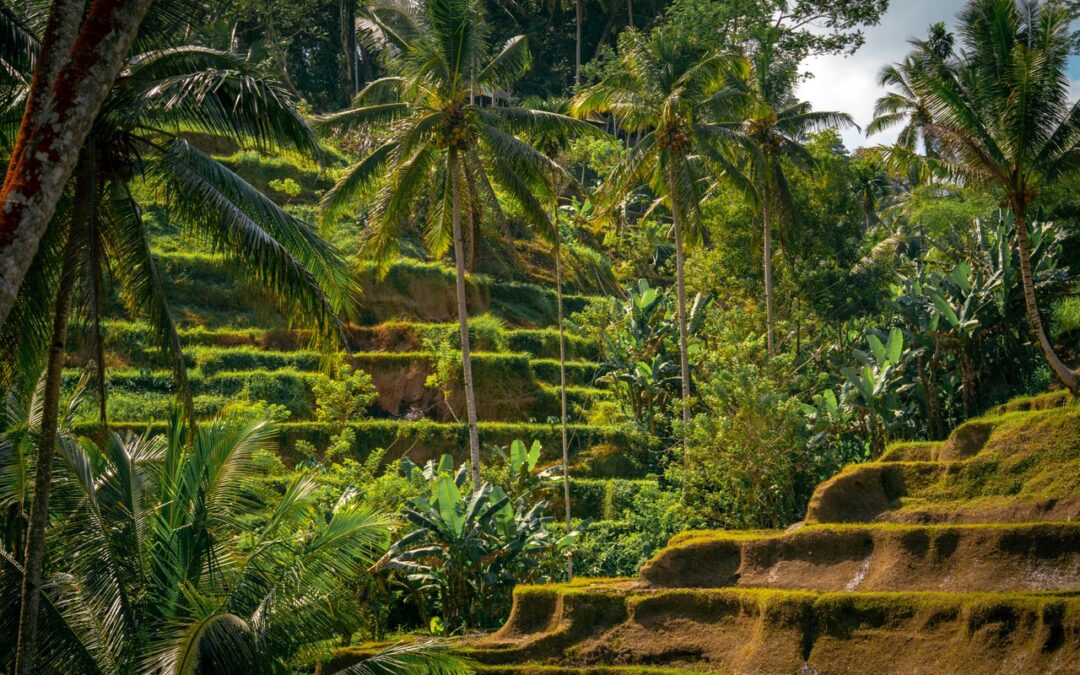 Bali Tourism 2026. Rice field
