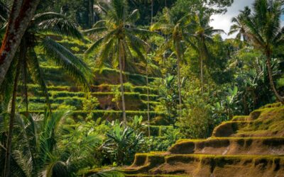 Why You Should Pay the Bali Tourist Levy Early, and Why It’s the One Bali Document With No Deadline
